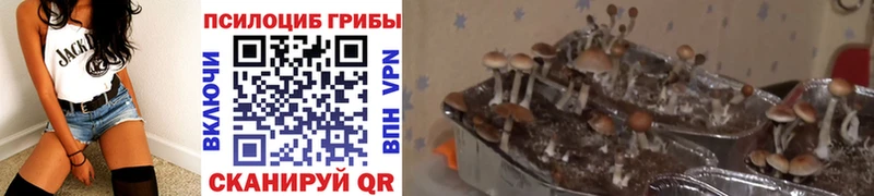 Псилоцибиновые грибы Magic Shrooms Апрелевка